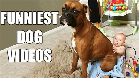 dog videos funny|funny dog videos for adults.